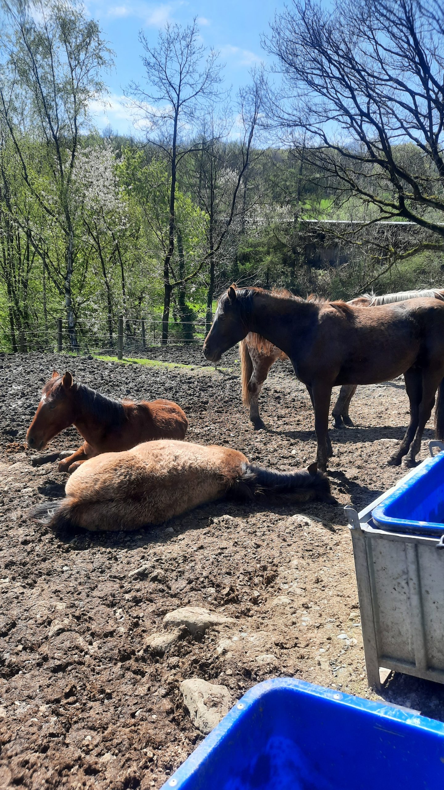 Entspannte Jungpferde